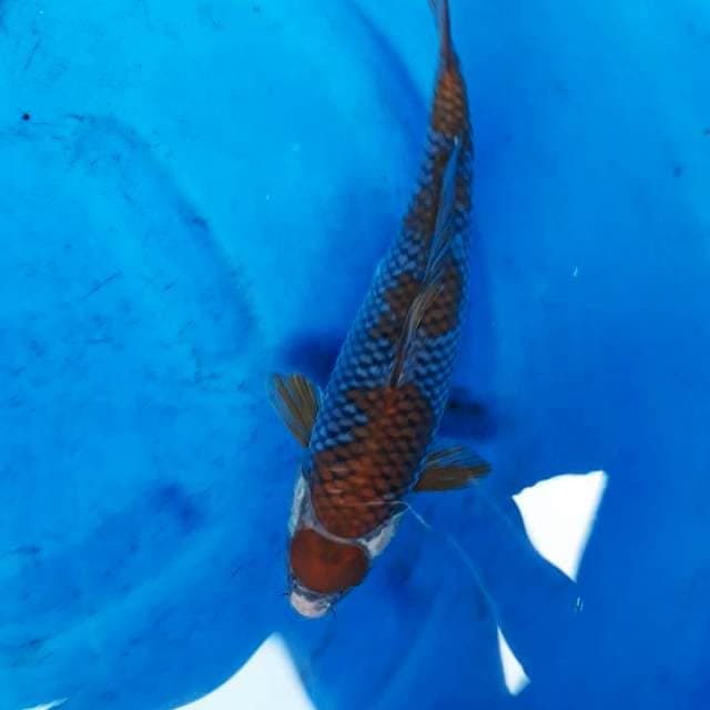 Uciba sigore 35cm 