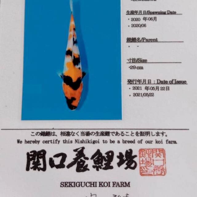 showa JT sekiguchi