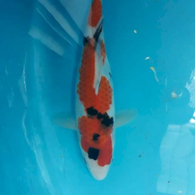 Sanke 27cm, Calon  