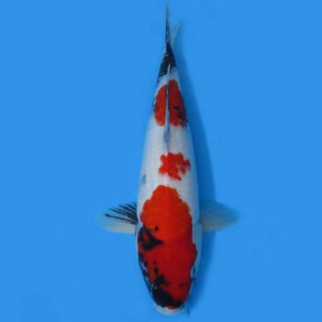 SHOWA SANSHOKU JUMBO TOSAI 