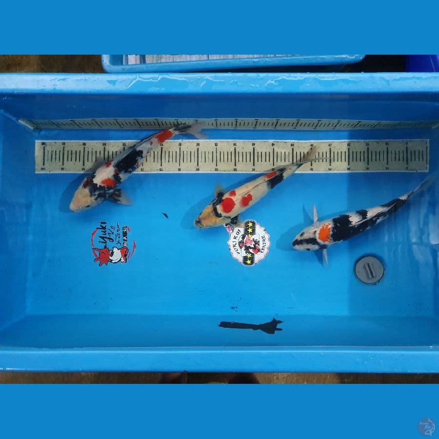 Showa kindai 40 cm male