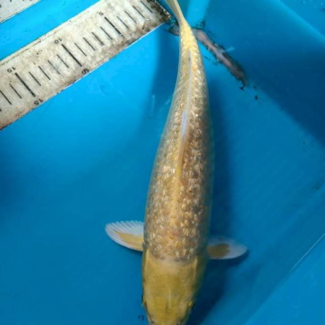 Yamabuki ginrin 30cm