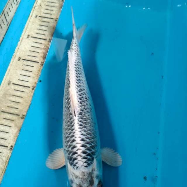 Matshuba 30cm