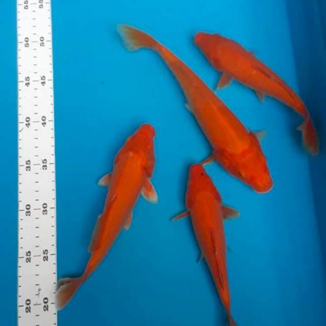 Benigoi 20-25cm