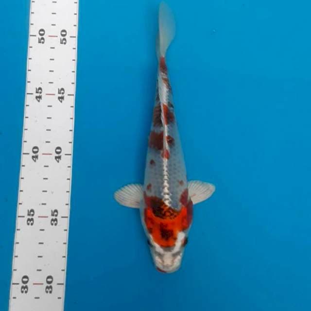 Kujaku 20cm