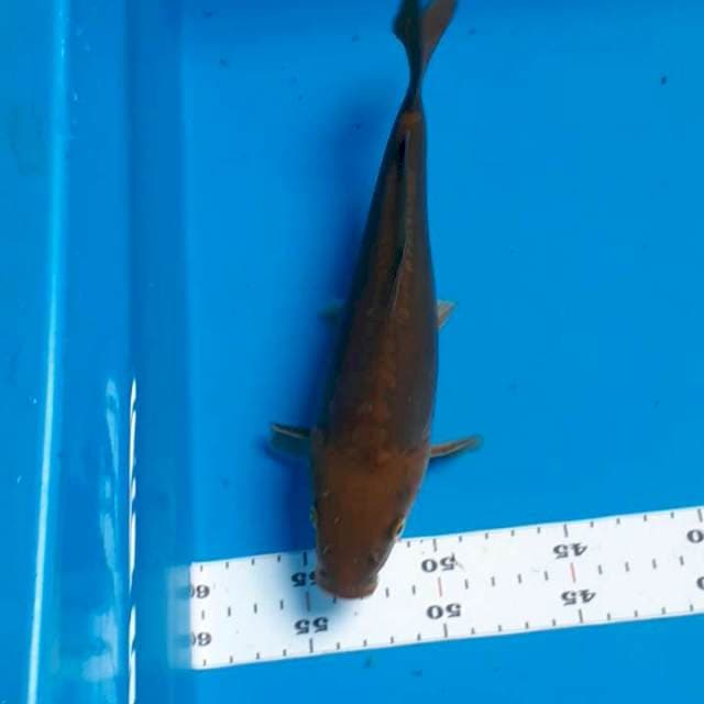 Chagoi aragoke 25cm