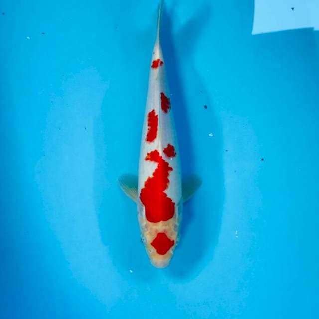 Kohaku, 26 cm