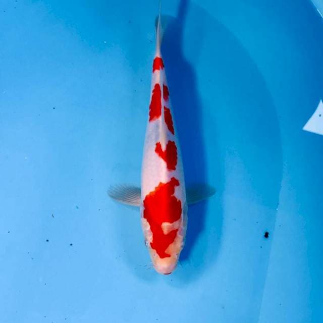 Kohaku, 25 cm