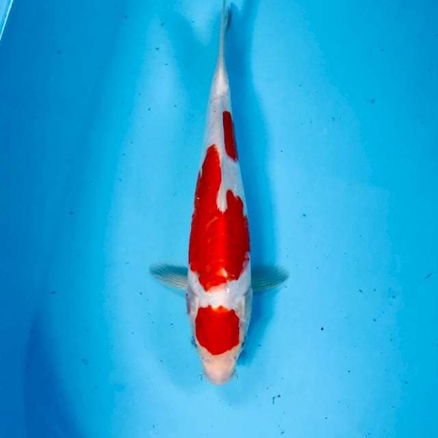 Kohaku doitsu, 27 cm