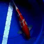  kohaku red jumbo