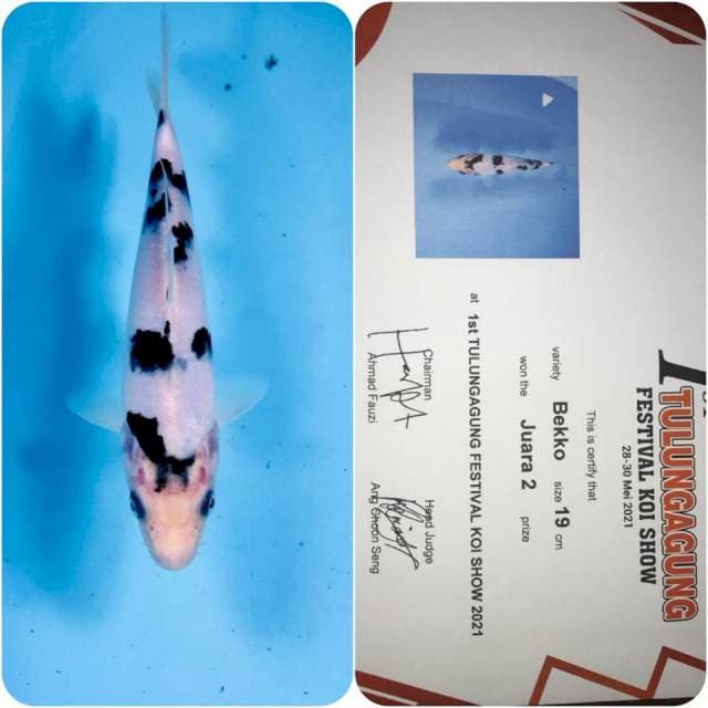 Bekko Ready Show, 19 cm juara 2
