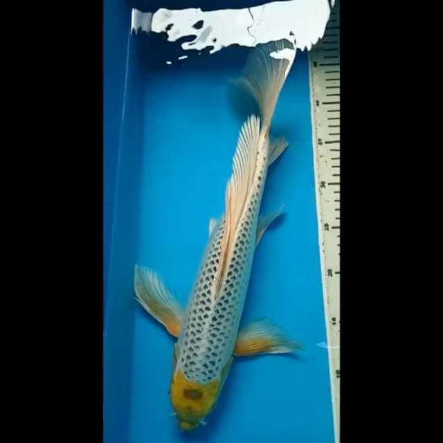 KUMPAY KUJAKU JUMBO 41 Cm, JANTAN