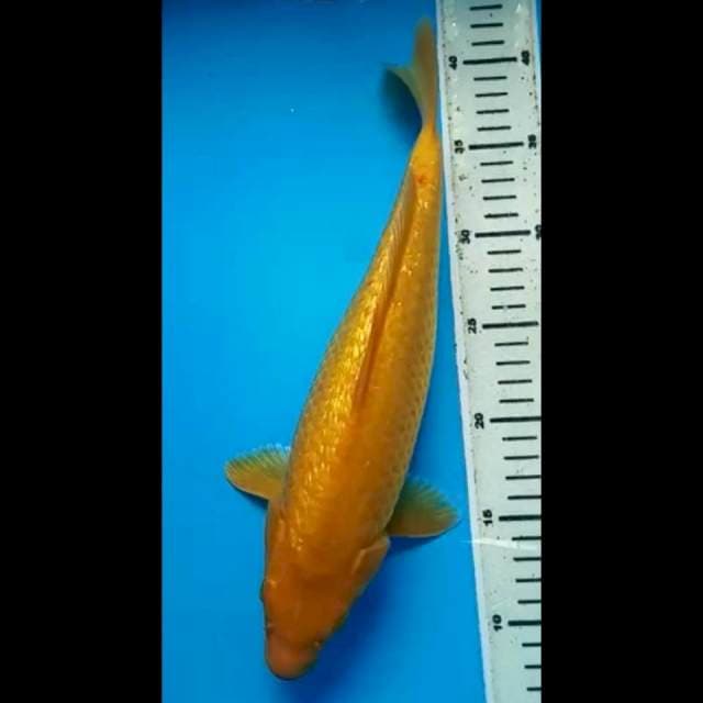 KARASHI GINRIN PUNUK 34 Cm