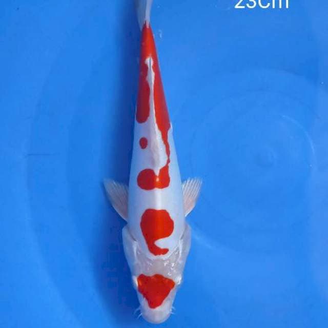 Kohaku Doitsu Hikari