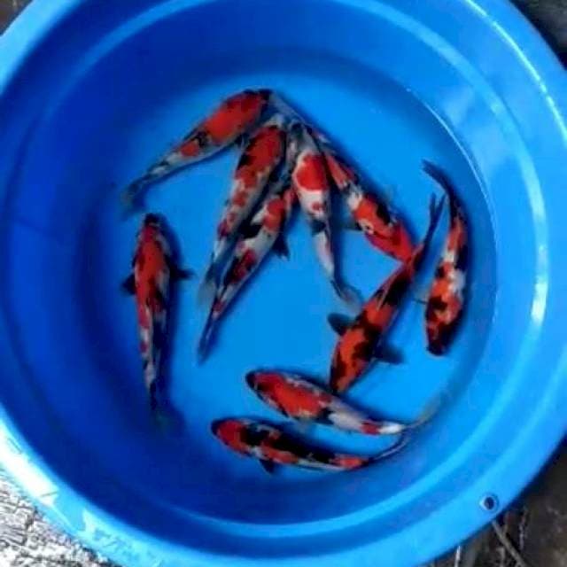 Paket mix 25-27 cm