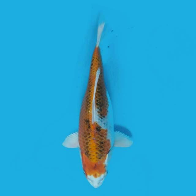 KUJAKU GENDONG TELOR 33CM