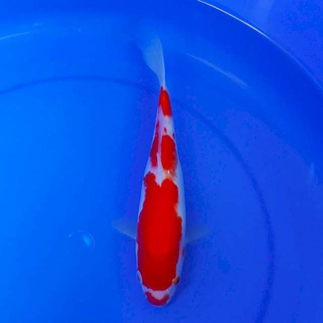 kohaku kuchibeni