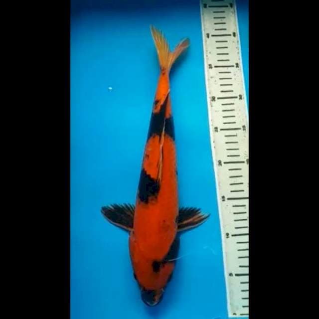 HI UTSURI JUMBO 39 Cm