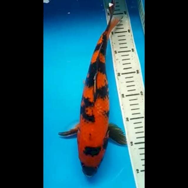 HI UTSURI JUMBO 37 Cm