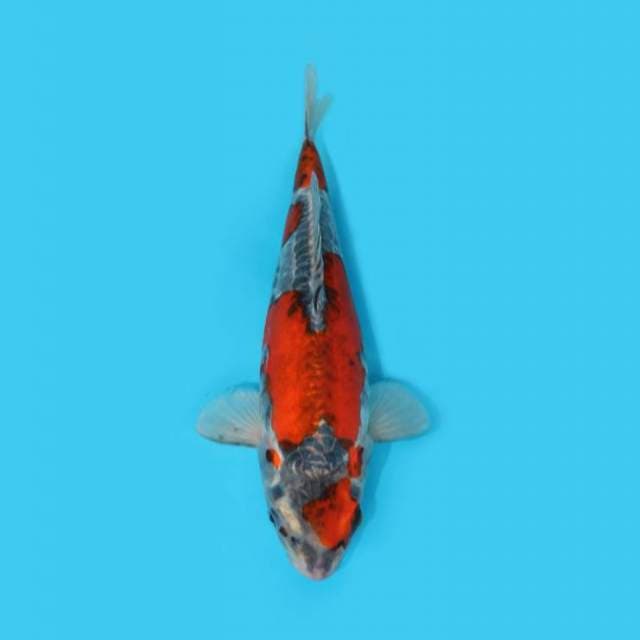 GOSHIKI DOITSU MERAH _IKAN LANGKA