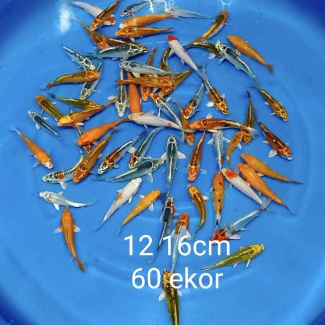 Paket mix 60 ekor 12 16cm