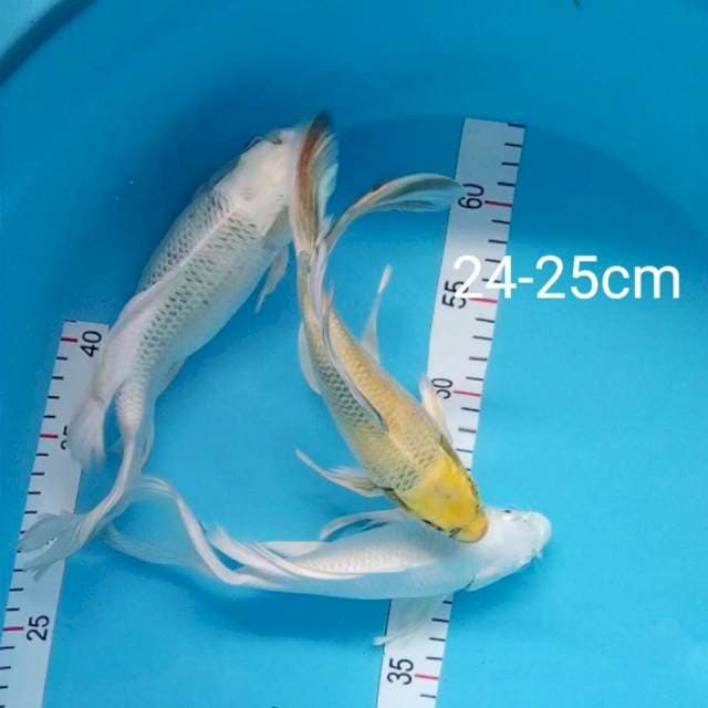 Kumpay mix 24-25cm