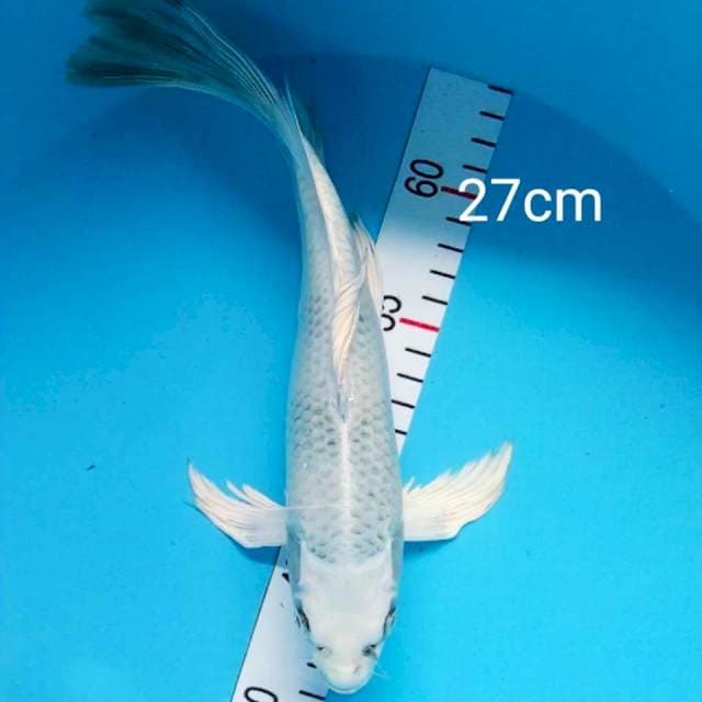 Kumpay gin shiro 27cm