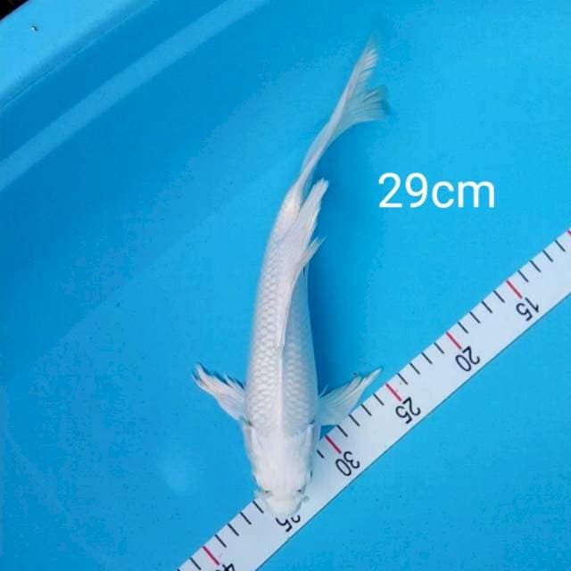 Kumpay platinum 29cm