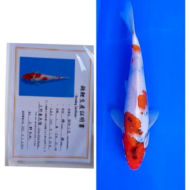 Showa Import Serti Ueno