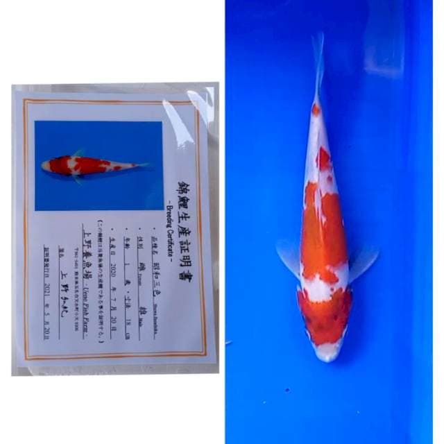 Showa Import Serti Ueno