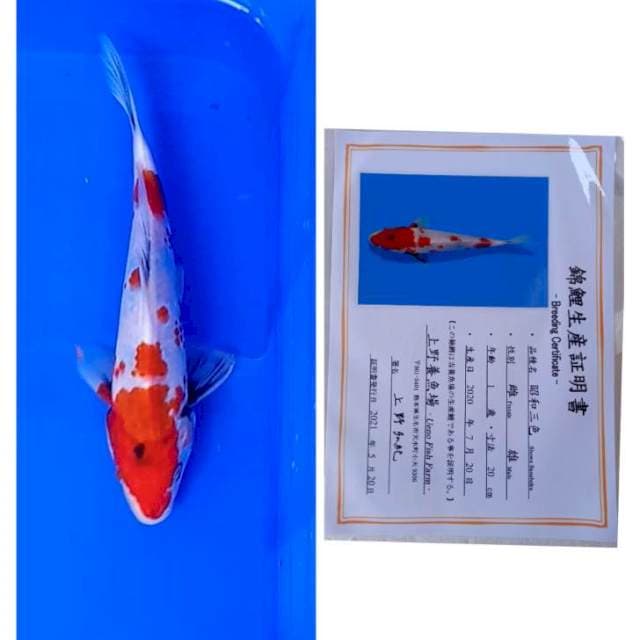 Showa import Serti Ueno
