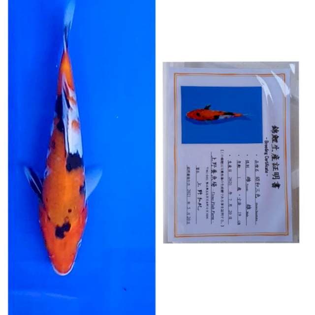 Showa import Serti ueno