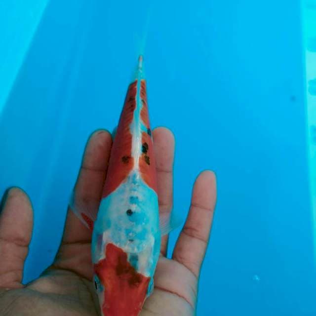 Kojaku 21cm