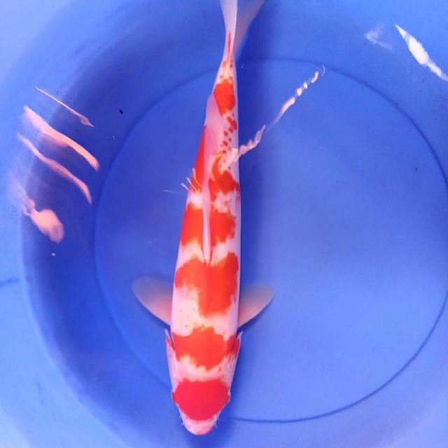 Kohaku M 45 cm