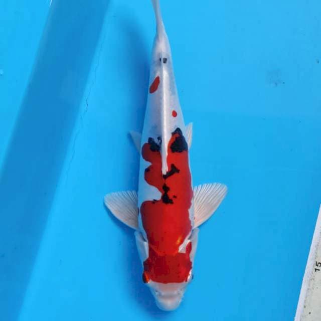 Hisey nishiki 25cm