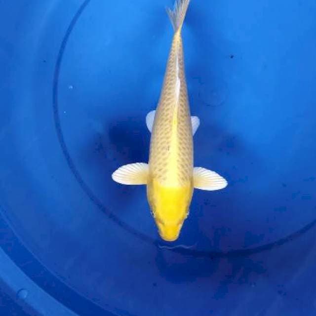 Yamabuki Ogon 26 cm Yellow canary josss