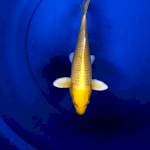 Yamabuki Ogon 26 cm Yellow canary josss