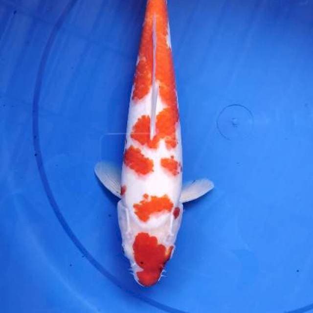 Kohaku 29 cm Body badak mantapp