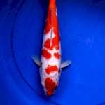 Kohaku 29 cm Body badak mantapp