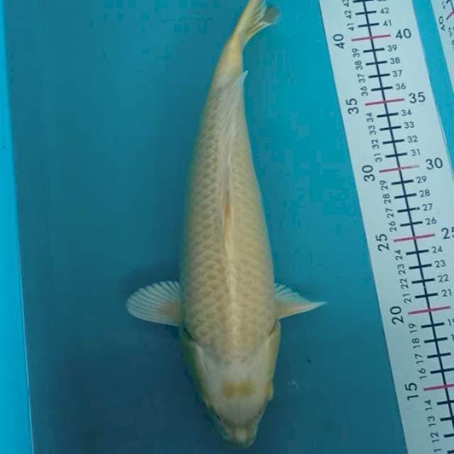 YAMABUKI OGON