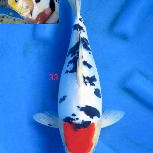 Bulky tancho 33cm