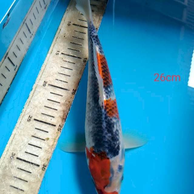 Goshiki 26cm