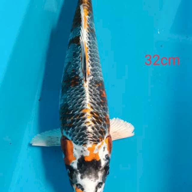 Kujaku 32cm
