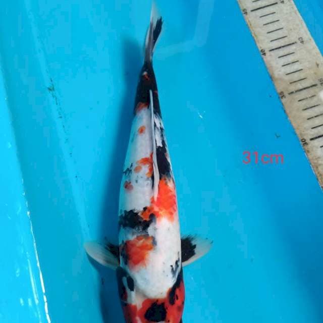 Showa tategoi 31cm