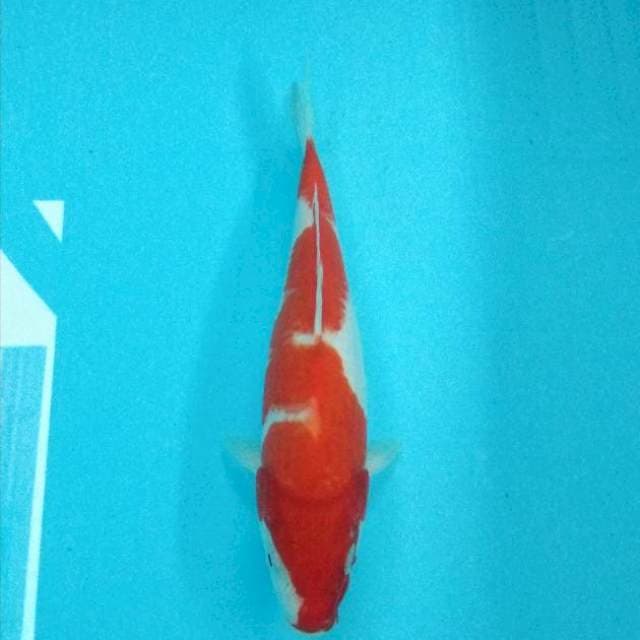 Kohaku 25cm