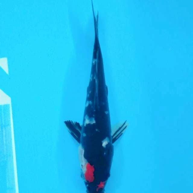 Tancho Showa Super Black