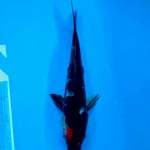 Tancho Showa Super Black