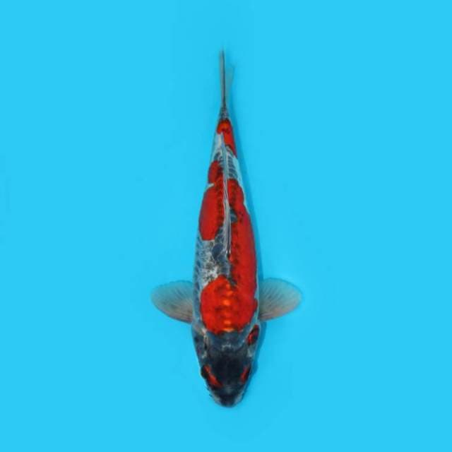 GOSHIKI DOITSU MERAH _IKAN LANGKA