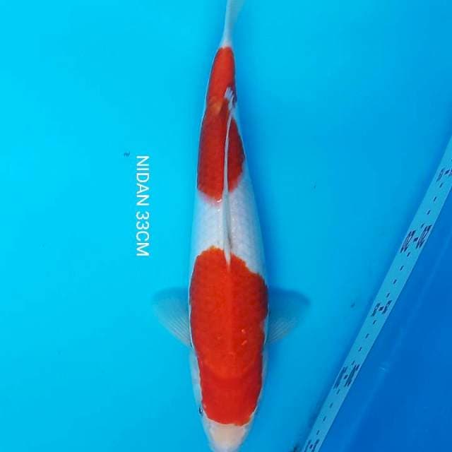 KOHAKU 33cm