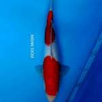 KOHAKU 33cm